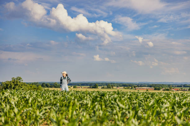 istock Woman looking away while standing amidst corn crops in farm 1414493961