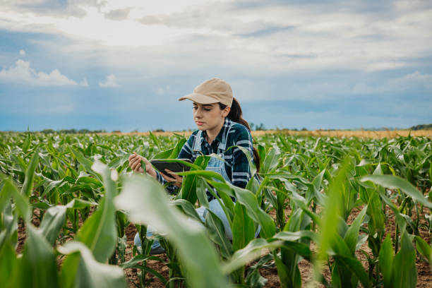 istock Female farmer examining leaves of corn crops while using digital tablet in farm 1414494033