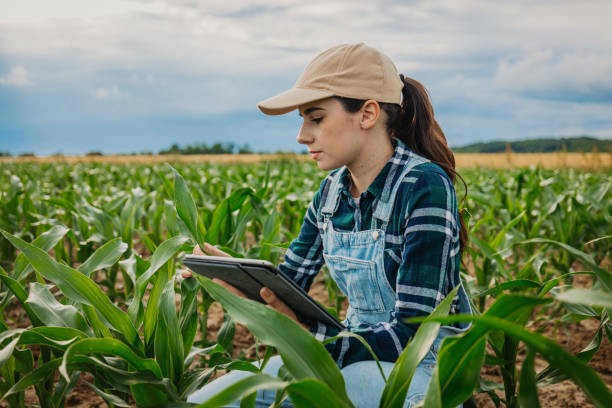 Female agronomist examining leaves of corn crops while using digital tablet stock photo