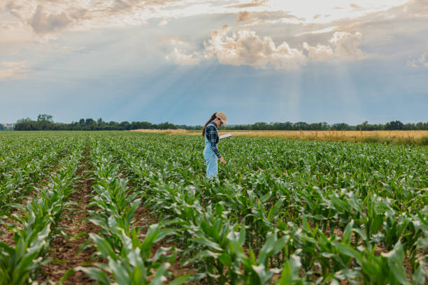 istock Female farmer with digital tablet examining corn crops while standing in farm 1414494112