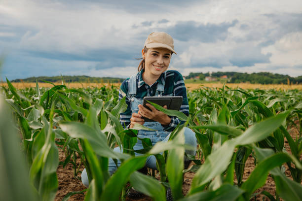 porträt eines lächelnden agronomen mit digitalem tablet inmitten von maispflanzen auf dem bauernhof - bäuerin stock-fotos und bilder