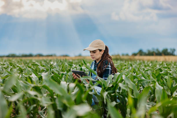 istock Young woman using digital tablet amidst corn crops at farm during sunny day 1414494157