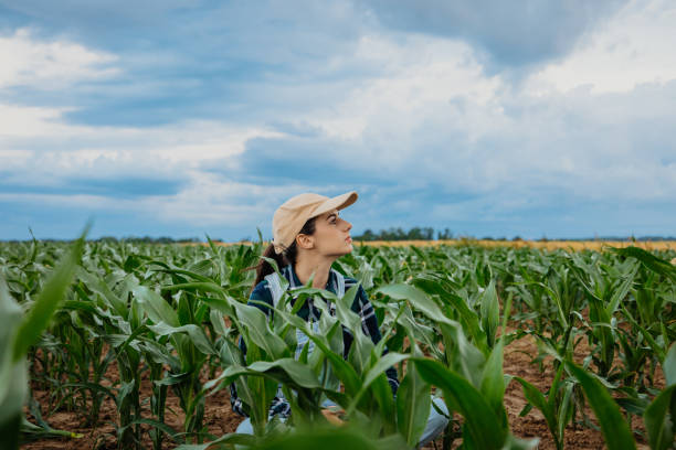 istock Female farmer looking at cloudy sky while sitting amidst crops in corn field 1414494185
