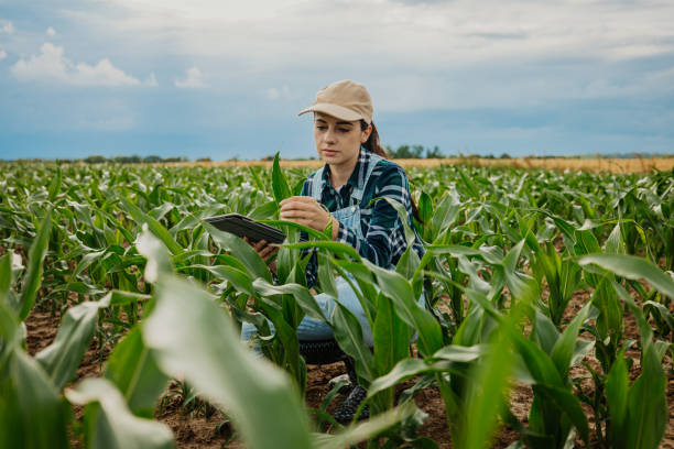 istock Young farmer examining leaves of corn crops while using digital tablet in farm 1414494186