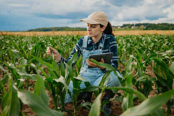istock Female farmer examining leaves of corn crops while using digital tablet in farm 1414494190