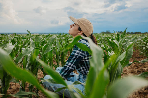 istock Thoughtful farmer with closed eyes sitting amidst corn crops at farm 1414494194