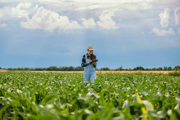 istock Confident female farmer using digital tablet amidst corn field against sky 1414494237
