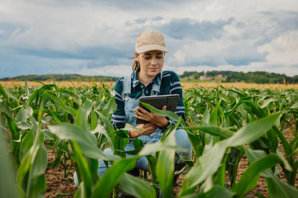 istock Agronomist examining corn crops while using digital tablet in agricultural field 1414494309