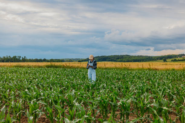 istock Female agronomist using digital tablet amidst corn field against cloudy sky 1414494339