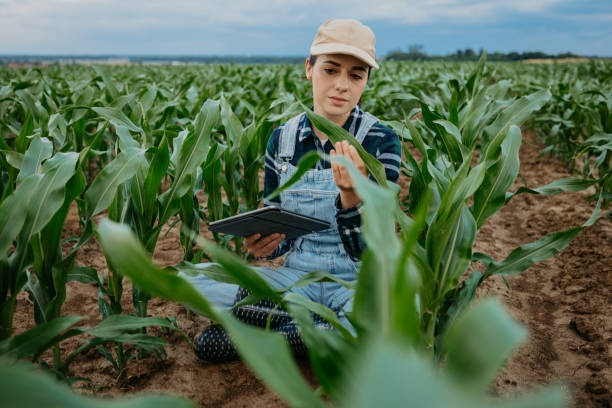 istock Female agronomist examining leaves of crops while using digital tablet in farm 1414494340