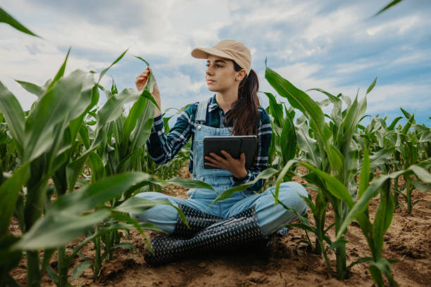 istock Young farmer examining leaves of crops while using digital tablet in corn field 1414494360