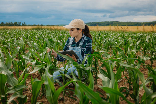 istock Female farmer examining leaves of crops while using digital tablet in corn field 1414494364