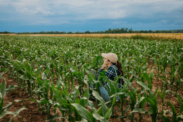 istock Thoughtful farmer looking at cloudy sky while sitting amidst corn crops in farm 1414494410
