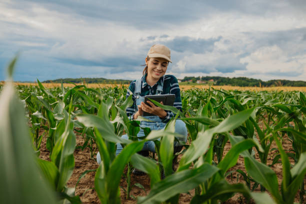 istock Smiling female agronomist with digital tablet amidst corn crops in farm 1414494429