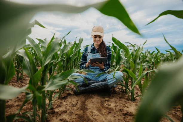 istock Female farmer using digital tablet while sitting amidst corn crops in farm 1414494446