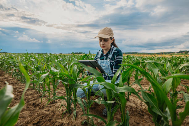 istock Agronomist examining corn crops while using digital tablet in farm against sky 1414494469