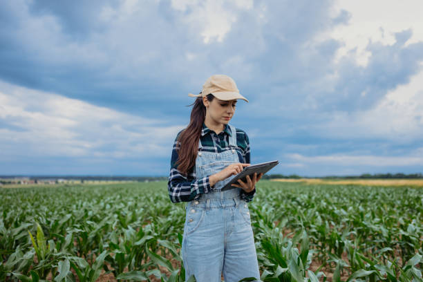 istock Female agronomist using digital tablet while standing amidst corn crops in farm 1414494473