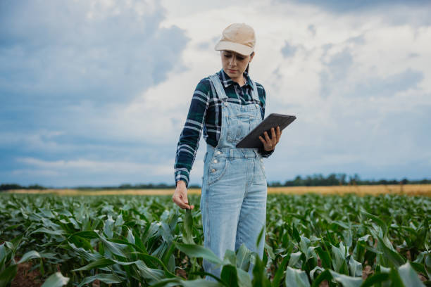 istock Young agronomist examining leaves of crops while using digital tablet in farm 1414494558