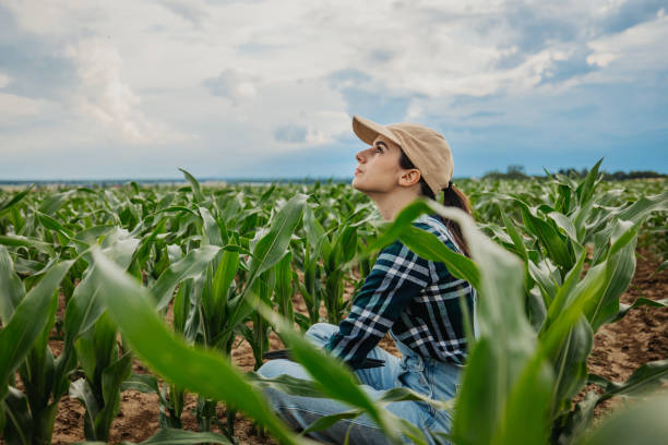 Female farmer looking at cloudy sky while sitting amidst corn crops in farm