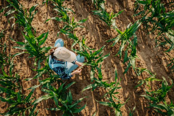 istock High angle view of farmer examining crops while working in agricultural field 1414494745