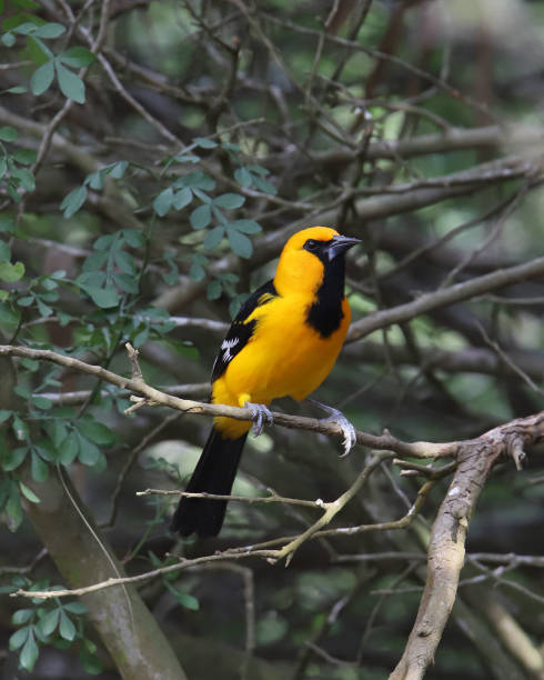 istock Altamira Oriole (icterus gularis) (male) perched in a leafy tree 1414495602