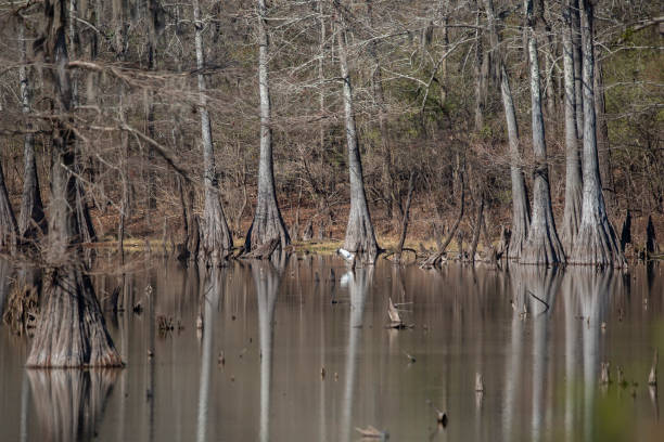 Beautiful, Tree-Filled Swamp