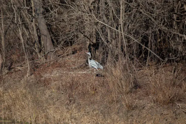 Snacking great blue heron (Ardea herodias) walking slowly toward the forest