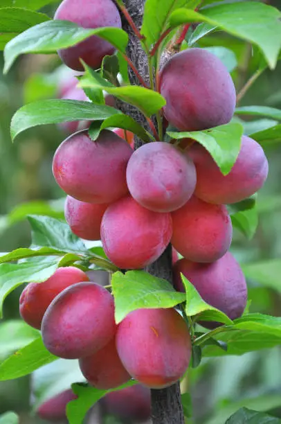 Photo of On the branch of the tree are ripe plums