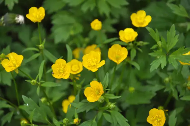 In the wild, buttercup (Ranunculus) blooms in the meadow