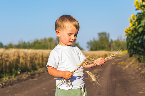 A boy with spikelets of rye against the backdrop of a rural landscape