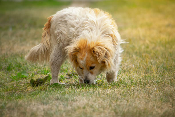 istock Cute small white dog sniffing in the grass 1414499875