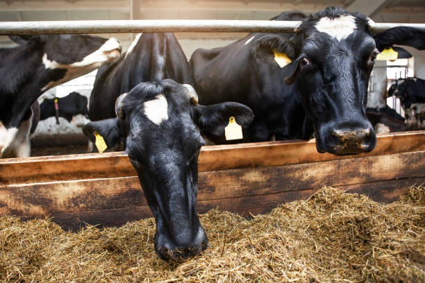 istock Two cows, black and white, in a corral on a dairy farm. 1414501254