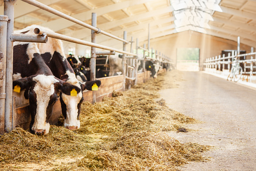 Cows are in a row, in a barn on a dairy farm, eating hay, the general plan. Milk production. Focus on the background.