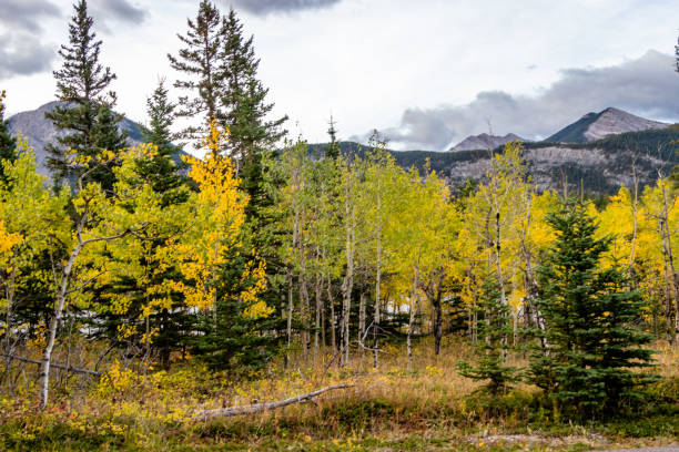istock Trees turning colour in the park. Bow Valley Provincial Park, Alberta, Canada 1414501518