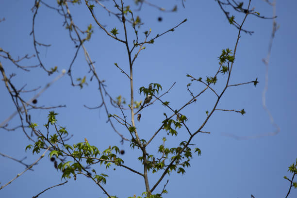 캐롤라이나 총칭 - photography carolina chickadee bird animals in the wild 뉴스 사진 이미지