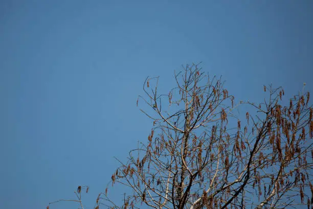 Small blue-gray gnatcatcher (Polioptila caerulea) perched on a tree limb