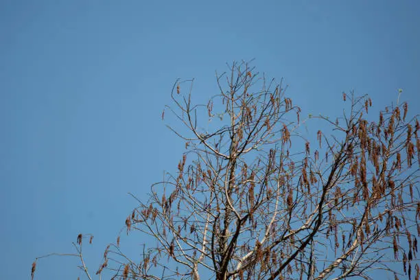Small blue-gray gnatcatcher (Polioptila caerulea) perched on a tree limb