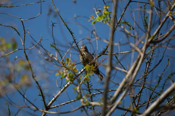 Curious female red-winged blackbird (Agelaius phoeniceus) looking out from its perch on a tree branch