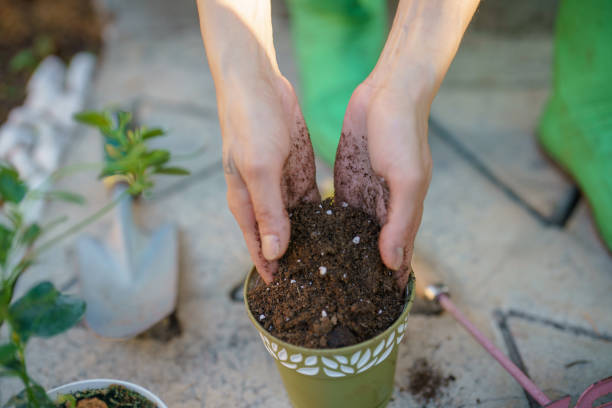 istock Close up to human hands,  planting 1414502537