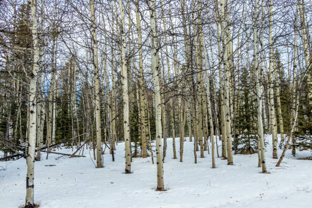 istock Stands of birch trees. Jumping Pound Demonstration forest Natural Area, Alberta, Canada 1414502632