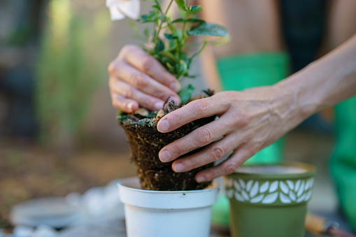 Woman planting flowers violas in her sunny backyard in a plant pot with flowerpot earth kneeling next to pebbles