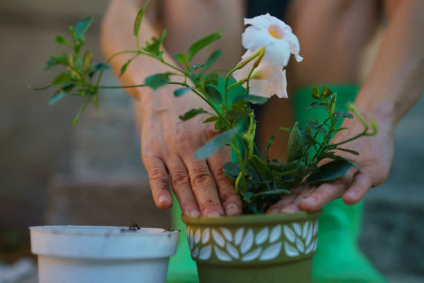 istock Close up to human hands,  planting 1414502761