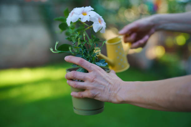 Woman taking care of plants