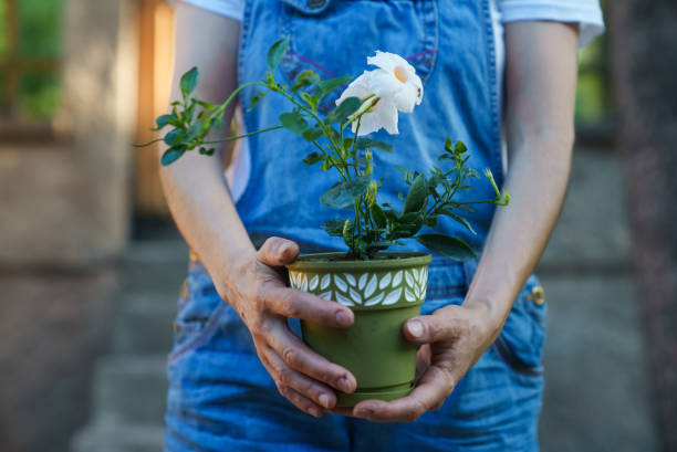 Close up to human hands holding a flower pot