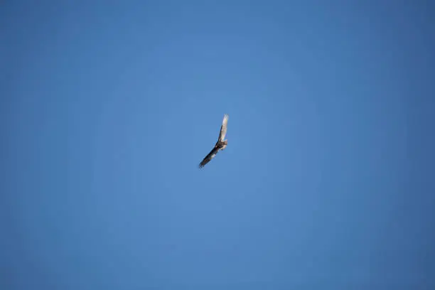 Turkey vulture (Cathartes aura) turning as it soars through the open, blue sky