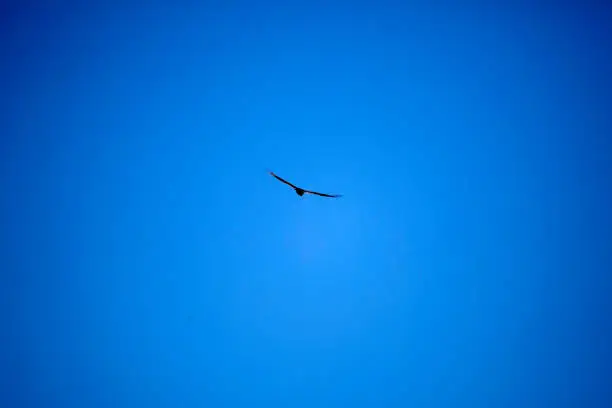 Turkey vulture (Cathartes aura) turning as it soars through the open, blue sky