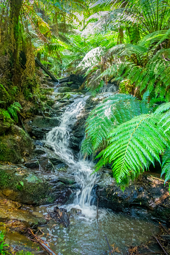 Waterfall in temperate rainforest in Tarra Bulga National Park, Victoria, Australia