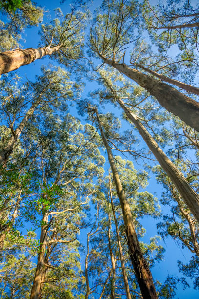 istock Eucalyptus Forest Trees Victoria Australia 1414505897