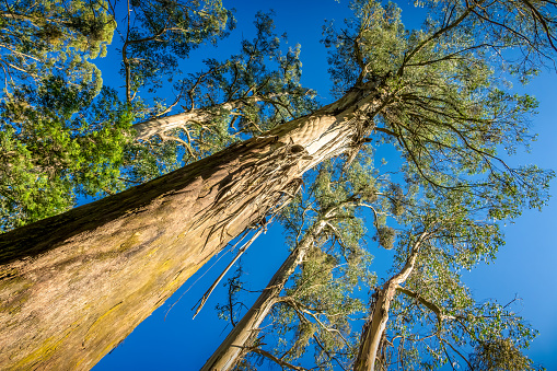 Eucalyptus forest (Mountain Ash) in Tarra Bulga National Park, Victoria, Australia