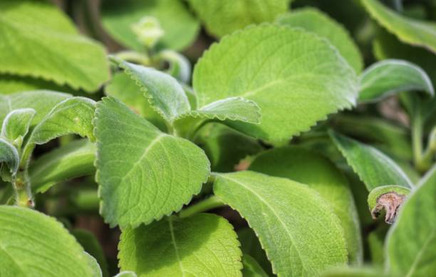 Boldo is a medicinal plant widely used as a home remedy. Beautiful plants in the garden. plectranthus barbatus stock pictures, royalty-free photos & images